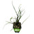 Flying Squid Elephant Ear Live Plant - Alocasia plumbae - Wellspring Gardens Starter Plant