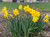 20 Narcissus - Dutch Master: Trumpet Daffodil