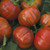 Burpee Turkish Orange Eggplant Seeds 30 seeds