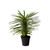 American Plant Exchange Live Madagascar Palm Tree, Plant Pot for Home and Garden Decor, 4" Pot