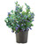1 Gallon Bluegold Blueberry Plant