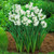 5 Fresh Ziva Paperwhite Narcissus Bulbs - 17 cm