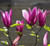 Purple Jane Magnolia Live Plant Shrub Bush Tree Seedling Flowering Brighter Blooms - 18 inch Tall for Yards and Home Garden Decoration