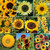 Eden Brothers Sunny Flower Mixed Seeds for Planting, 1/4 lb, 120,000+ Seeds with Ox-Eye, Maximilian, Dwarf Sunspot Sunflower | Attracts Pollinators, Plant in Spring, Zones 3, 4, 5, 6, 7, 8, 9, 10