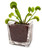 Nature Gift Store Live Adult Venus Flytrap Plant in Cube Vase: Venus Fly Trap Kit