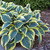 First Frost Hosta - Shade Perennial - Quart Pot
