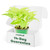 Neon Pothos - Epipremnum aureum | Live, Easy Houseplant (4" Wide Pot)