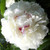 Spectacular Flowering Perennials, Double White Peony Root, Rhizome, Bulb, Plant, Flower