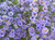 Smooth Blue Aster (Symphyotrichum laeve) Seed Balls - Bulk Seed Bombs for Guerrilla Gardening (50)