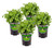 Bonnie Plants Cilantro Live Herb Plants - 4 Pack, Cool Season Annual, Leaves & Seeds In Mexican, Caribbean or Asian Dishes