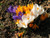 Crocus Indoor Forcing Kit - Ceramic Pot,Soil & 10 Mix Crocus Bulb, Great Gift