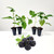 BlackBerry Plants "Prime-Ark Freedom". Set of 4 Starter Live Plants