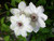 Clematis Miss Bateman - Live Plant in a 4 Inch Growers Pot - Clematis 'Miss Bateman' - Starter Plants Ready for The Garden - Beautiful White Flowering Vine