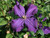 Clematis Polish Spirit - Live Plant in a 4 Inch Growers Pot - Clematis 'Polish Spirit' - Starter Plants Ready for The Garden - Beautiful Purple Flowering Vine