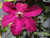 Clematis Westerplatte - Live Plant in a 4 Inch Growers Pot - Clematis 'Westerplatte ' - Starter Plants Ready for The Garden - Beautiful Velvety Red Flowering Vine
