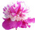 Celebrity Peony - Raspberry and White - Fluffy Bomb Variety