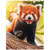Rstick Red Panda Blanket Cute Little Panda Fleece Blanket Soft Fuzzy Plush Throw Blankets for Couch Bed 40"x50"