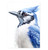 Blue Jay Print - Blue Jay Bird Wall Art Print Poster Unframed - Watercolor Blue Jay Bird Print - Bird Wall Art - Blue Jay Painting - Blue Jay Artwork Illustration (8x10)