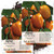 Seed Needs, Orange Scotch Bonnet Pepper (Capsicum chinense) Twin Pack of 100 Seeds Each Non-GMO