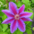Clematis Fireworks - Live Plant in a 4 Inch Growers Pot - Clematis 'Fireworks' - Starter Plants Ready for The Garden - Beautiful Deep Pink and Purple Flowering Vine
