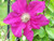 Clematis Ernest Markham - Live Plant in a 4 Inch Growers Pot - Clematis 'Ernest Markham' - Starter Plants Ready for The Garden - Beautiful Maroon Flowering Vine