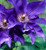 Clematis The President - Live Plant in a 4 Inch Growers Pot - Clematis 'The President' - Starter Plants Ready for The Garden - Beautiful Purple Blue Flowering Vine