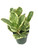 Peperomia Marble - Live Plant in a 4 Inch Pot - Peperomia Obtusifolia 'Marble' - Variegated Indoor Houseplant