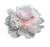 Alerti Peony - Double White with Pink Peony Bare Root 3-5 Eyes