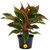 Costa Farms Chinese Evergreen Live Plant, Aglaonema, Easy Care Low Light Houseplant in Nursery Pot, Potted in Potting Soil Mix, Housewarming, Unique Home or Room Decor, 1-2 Feet Tall