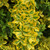 National Plant Network Euonymus 'Golden' -2 Piece Live Plant, Green- Yellow Foliage