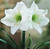Denver Amaryllis Bulb - White Amaryllis