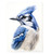 Blue Jay Print - Blue Jay Bird Wall Art Print Poster Unframed - Watercolor Blue Jay Bird Print - Bird Wall Art - Blue Jay Painting - Blue Jay Artwork Illustration (11x14)