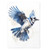 Blue Jay Print - Blue Jay Bird Wall Art Print Poster Unframed - Watercolor Blue Jay Bird Print - Bird Wall Art - Blue Jay Painting - Blue Jay Artwork Illustration (11x14)