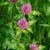 Outsidepride Red Clover Seed: Nitro-Coated, Inoculated - 1/4 LBS