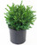 Buxus micro. jap. 'Green Velvet' (Boxwood) Evergreen, #2 - Size Container