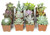 Altman Plants, Live Succulents Plants Live Houseplants (12PK), Succulents Live Plants Live House Plants Indoors Live, Live Cactus Plants Live Cacti Succulent Plants Live Indoor Plants Live Houseplants