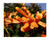 Florida Flame Flowering Tropical Vine Live Plant Prolific Bright Orange Spring Bloom Attracts Butterflies Starter 4 Inch Pot Emeralds tm