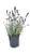 L+ Hidcote Blue Lavender Plant - 2.5Qt Size Pot - Zones 5-10 - Bee Friendly - Attract Butterfly - Evergreen Plant - 1 Live Plant