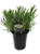 L+ Findlavender Lavender Provence Blue Flowers (2.5QT Size Pot, Bee Friendly, Evergreen Plant, 1 Live Plant)