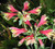 Spectacular (5) Flowering Bulbs/Plants Parrot Lily Alstroemeria Psittacina Rhizomes/Bulbs/Plants Start