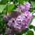 TriStar Plants - Common Lilac, 1 Gallon - Trade Pot - Established Roots, Healthy Flowering Shrub, Purple Flowers, Syringa Vulgaris