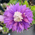 Clematis Diamantina - Live Plant in a 3.5 Inch Grower's Pot - Clematis Connoisseur Collection - Starter Plants Ready for The Garden - Rare Clematis for Collectors