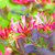 Live Honeysuckle Vine Plant, Lonicera Coral Star Honeysuckle Plant - Approx 8-12 Inch - Dormant Live Honeysuckle Vine Plant, Lonicera Coral Star Honeysuckle Plant - Approx 8-12 Inch - Dormant