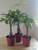 M&M BONSAI BRAIDED MONEY TREE IN TRAINING POT by M&M BONSAI