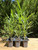 Oleander Nerium Red, 6 Live Plants, Jannoch Oleander,