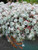 Perennial Farm Marketplace Sedum spathulifolium 'Cape Blanco' ((Stonecrop) Groundcover, 1 Quart, Silvery Blue Foliage