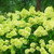 Green Hydrangea Bush Plant Tree Live Flowering Shrub Hardy in Pot, Starter Plant, Green Color Blooms