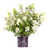 First Editions - Hydrangea pan. Vanilla Strawberry (Panicle Hydrangea) Shrub, white/pink/red flowers, #3 - Size Container