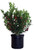 Ilex X meserveae 'Berryific' (Holly) Evergreen, Male & female in same pot, #3 - Size Container