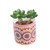 NOLITOY 4pcs Bonsai Pot Mini Flower Pot Ceramic Planter Pot Small Flower Pot Succulent Vase Succulent Pot Mini Succulent Planter Mini Flower Planter Garden Planter Cartoon Small Flowerpot